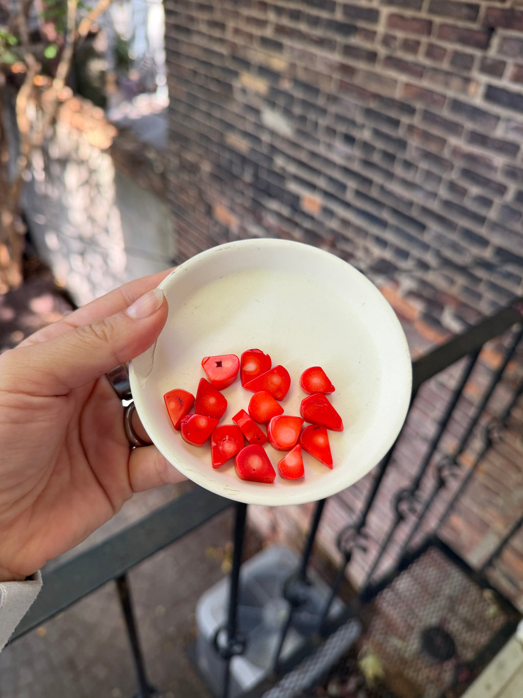 Red Dyed Shell