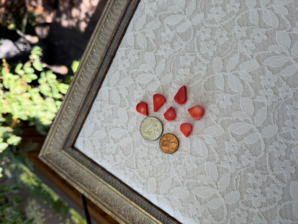 Red Dyed Shell
